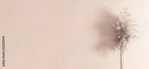 Flat lay, top view of dried flowers, dry plants on pastel beige background. Autumn, fall concept, copy space