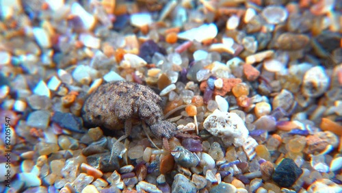 Antlion Larva (Myrmeleon formicarius), brown hairy insect larva burrows into the sand photo