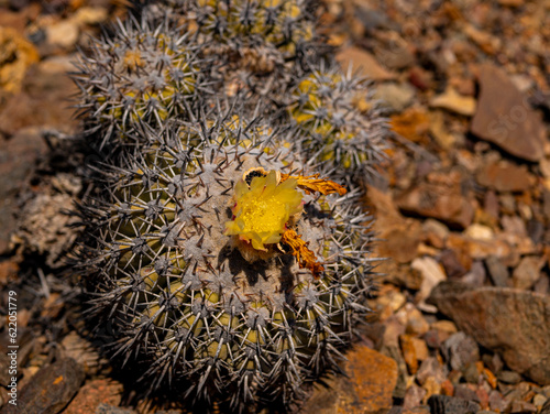 desert cactus flower photo