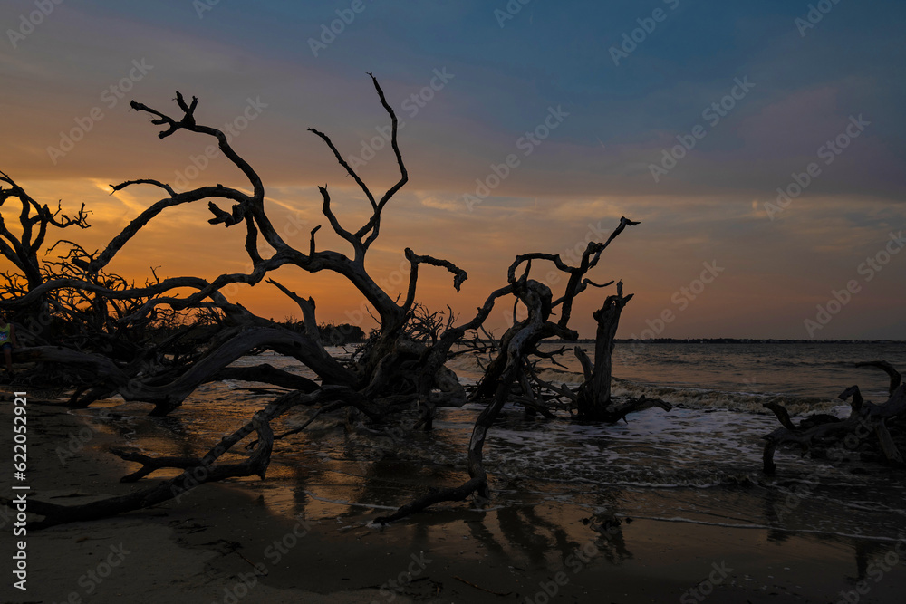 Driftwood beach at Jekyll Island in Georgia in the blue hour