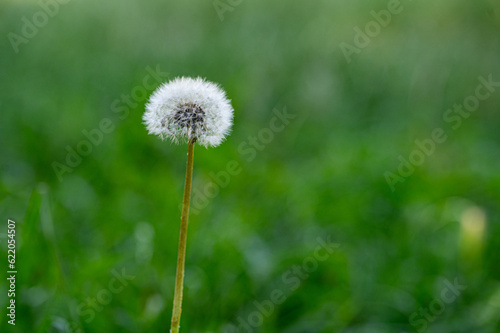 dandelion in the grass