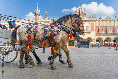 Travel and culture: a horse with a decorated harness on a sunny day in Krakow. Blurred medieval tower, blue sky. Outdoor umbrellas, white carriage. Trendy summer vibes.