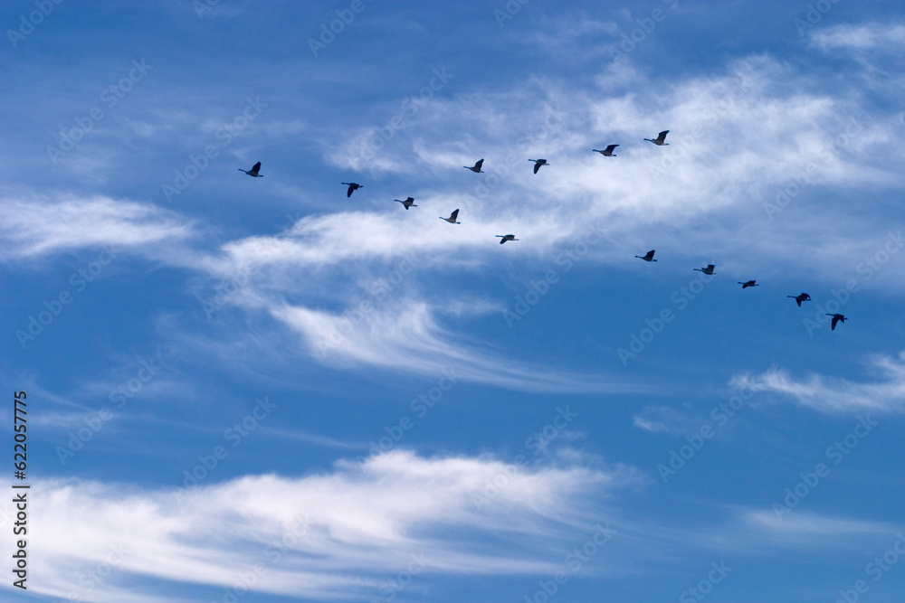 Obraz premium CANADA GEESE