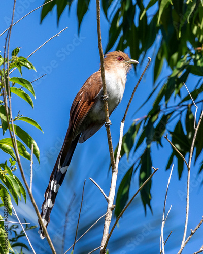 A Squirrel Cuckoo also know Alma de Gato or Cuco Ardilla perched on a branch. Species Piaya cayana.  Animal world. Bird lover. Birdwatching. Birding. photo