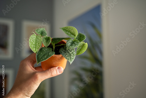 Small sprout Scindapsus Pictus Silver queen houseplant in terracotta pot in man hand closeup soft focus. Gardener holding little Satin Pothos plant in flowerpot. Indoor gardening, plant transplanting. photo