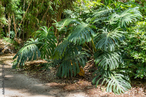 Monstera plant in tropical forest  botanical garden