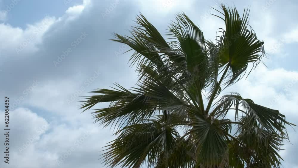 Palm branches sway against the background of the sky in the clouds. Palm branches sway against the background of the sky in the clouds.