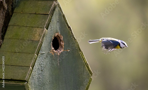 Blue tit putting on the afterburners leaving a nest box