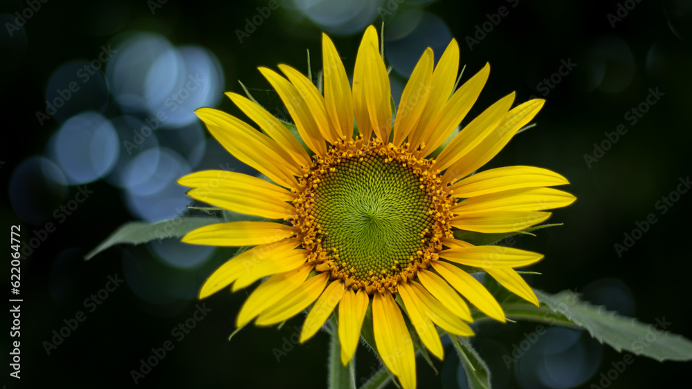 Naklejka premium Sunflower