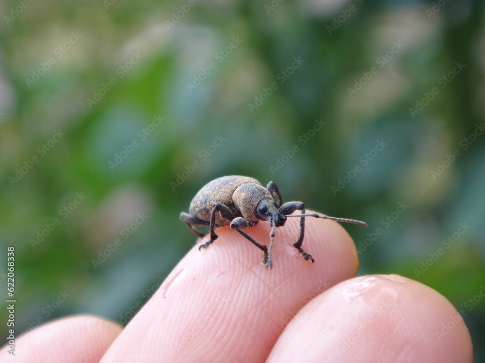 Armadillo weevil (Otiorhynchus armadillo) sitting on a tip of human finger