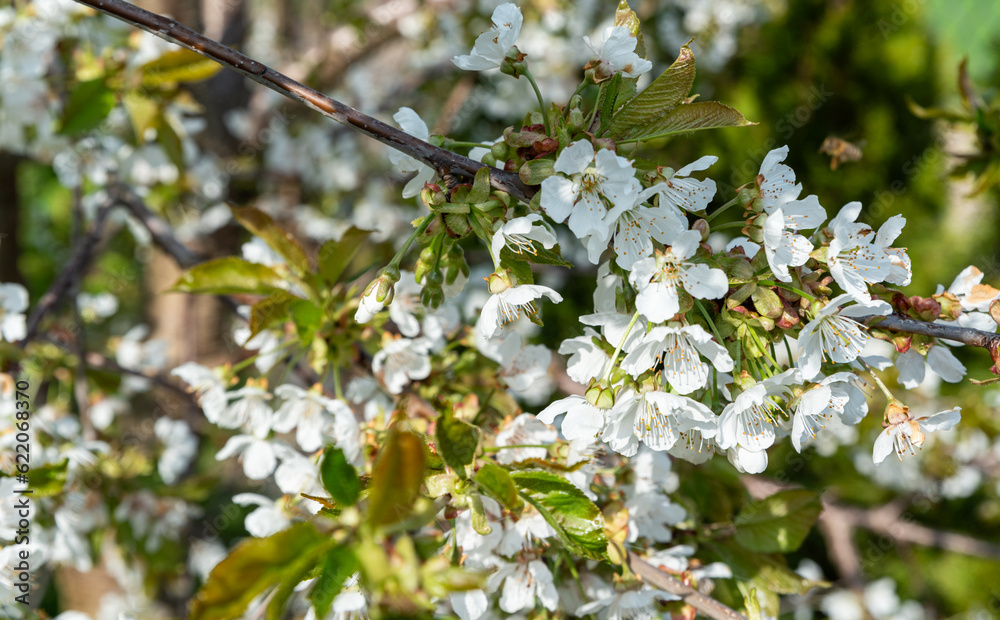 Flowering cherry trees. Branches of a tree with white flowers in close ...