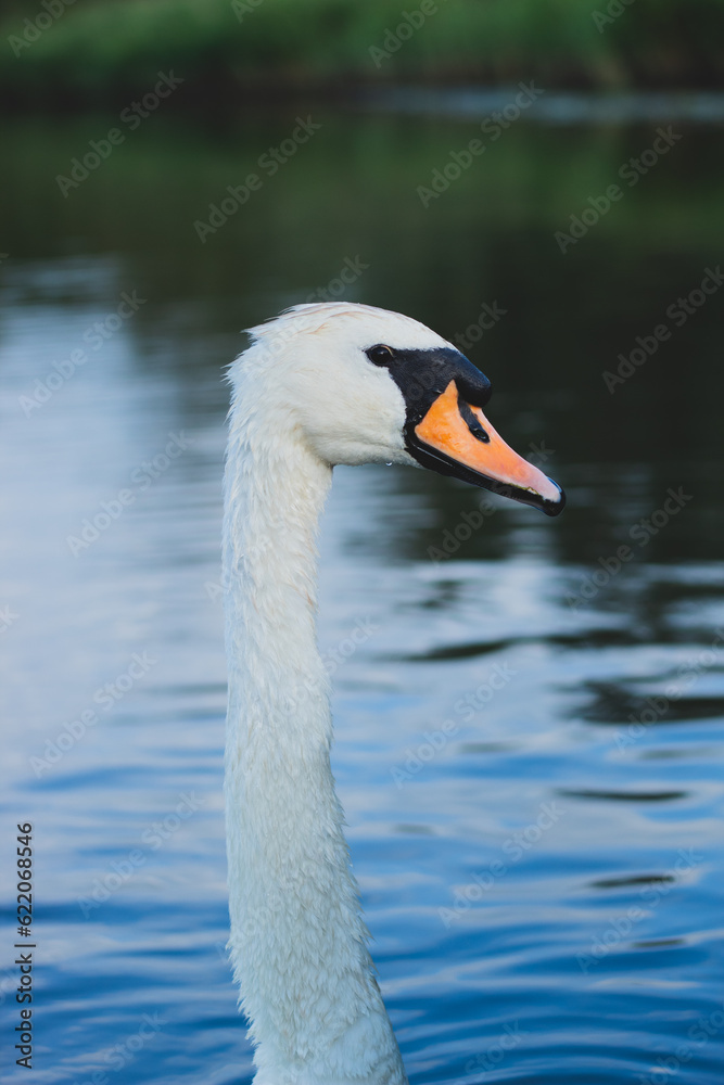 Swan on the river, swan closeup Swan on the river, swan closeup
