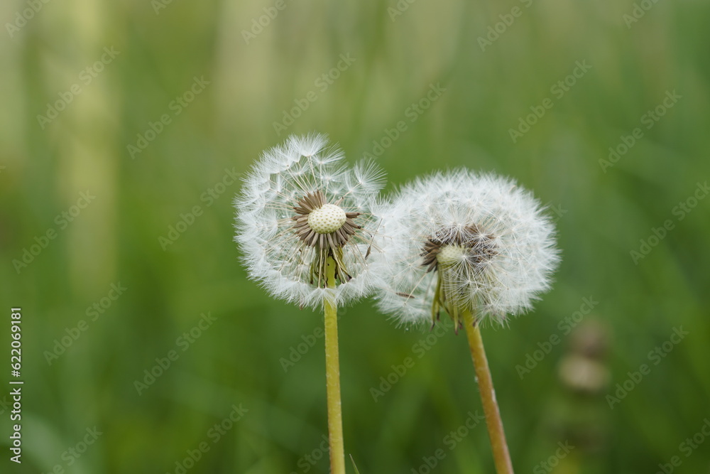 dandelion on green background