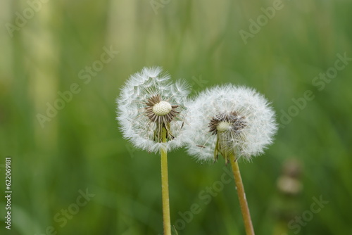 dandelion on green background