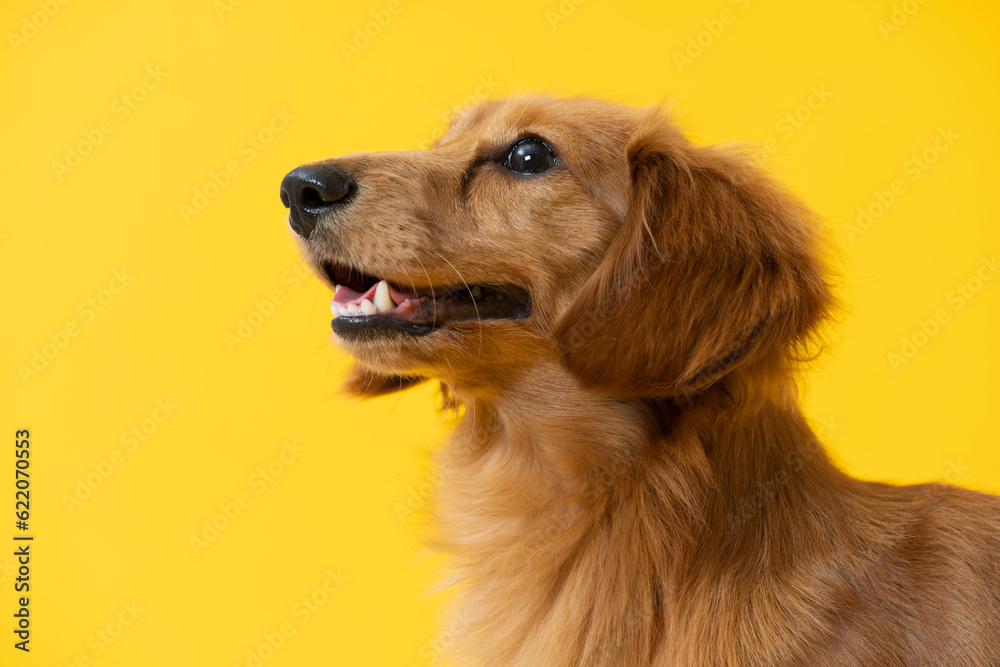 ダックスフンド,子犬,カラー背景,黄色