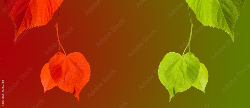 Red and green linden-tree twigs on multicolor background with copy space Red and green linden-tree twigs on multicolor background with copy space