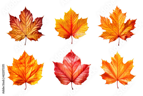 Collection of autumn leaves isolated on transparent background