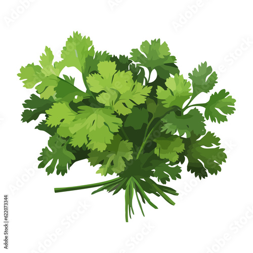 Fresh parsley healthy flavor to meals