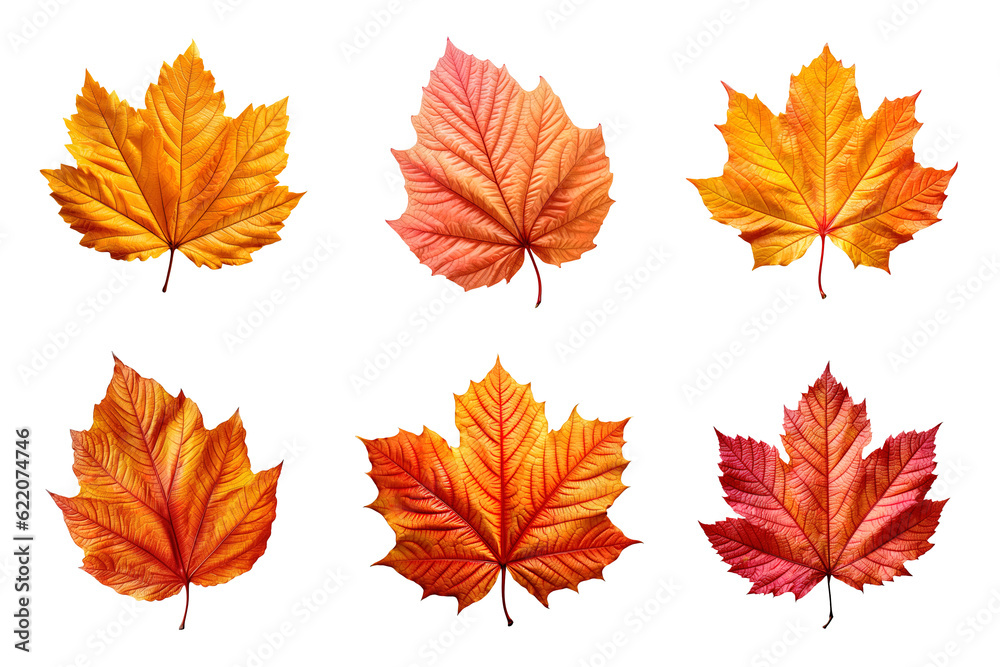 Collection of autumn leaves isolated on transparent background - obrazy, fototapety, plakaty 
