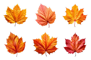 Collection of autumn leaves isolated on transparent background