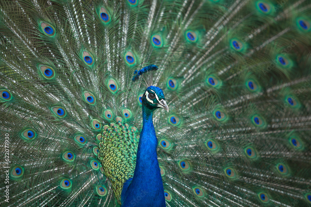 Naklejka premium Claiming indian peacock with tail extended, Cordoba Zoo, Spain