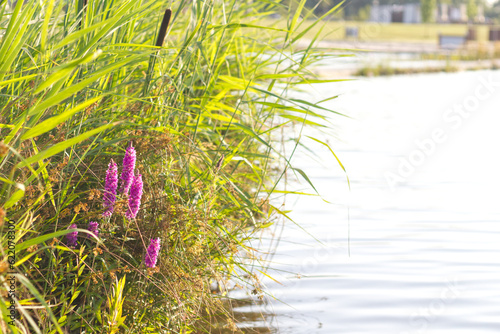 Colorful purple reeds on a fishing lake.
