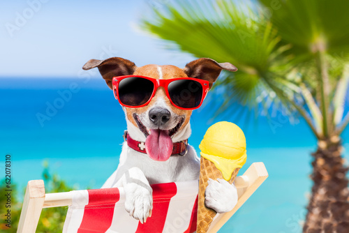 jack russell dog  on hammock at the beach relaxing  on summer vacation holidays,  eating a fresh lemon or vanilla ice cream on a cone waffle © Designpics