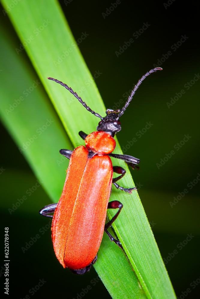 Lily leaf beetle (Lilioceris lilii) on a green leaf. Lily leaf beetle (Lilioceris lilii) on a green leaf.
