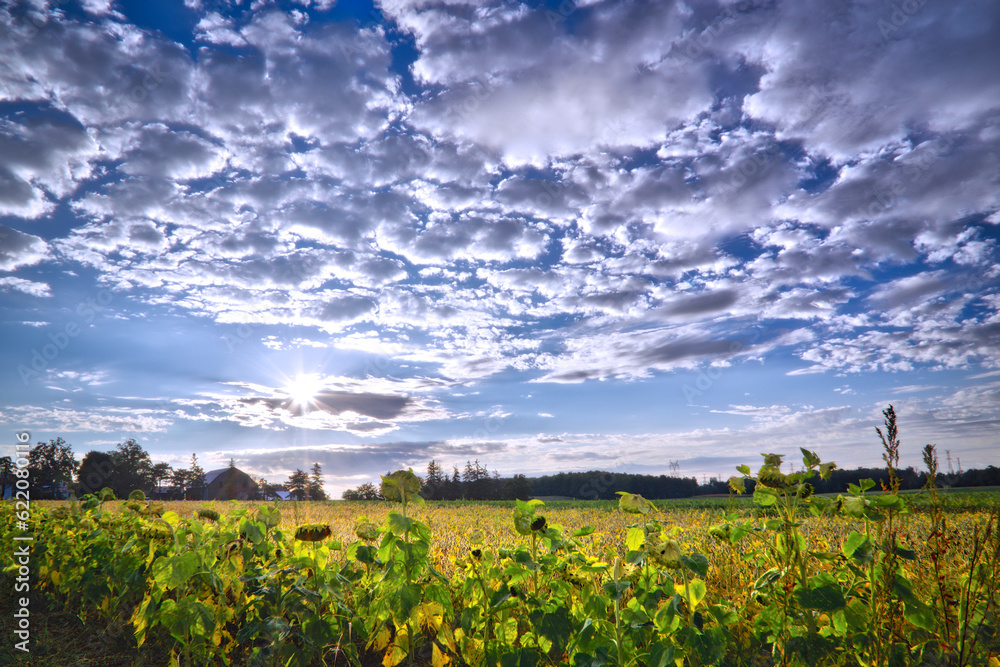 The agricultural field at sunrise. Soybean field against a cloudy sky with a lens flare