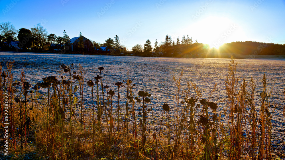 Sunrise with dead sunflower in the foreground. Frost on the field.