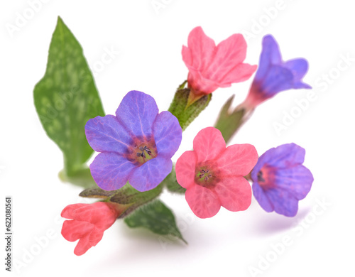 Common lungwort