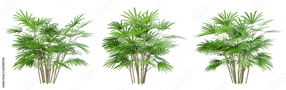 Rhapis humilis palm tree on transparent background, png plant, 3d render illustration. Rhapis humilis palm tree on transparent background, png plant, 3d render illustration.
