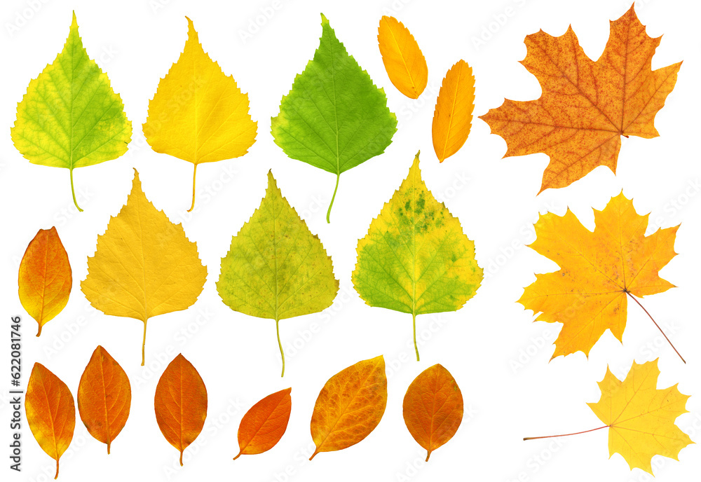 Naklejka premium Set - autumn leafs of a birch, maple and barberry. Isolated over white