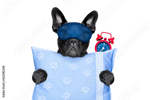 french bulldog dog  resting ,sleeping or having a siesta  with alarm  clock and eye mask,  holding a pillow, isolated on white  background photo