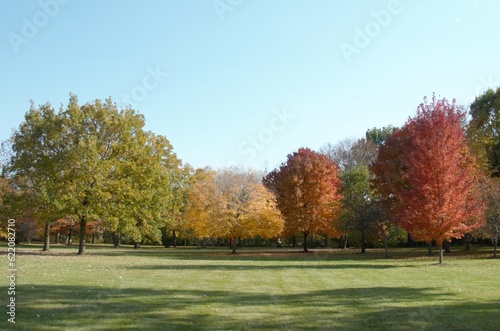 autumn trees in park