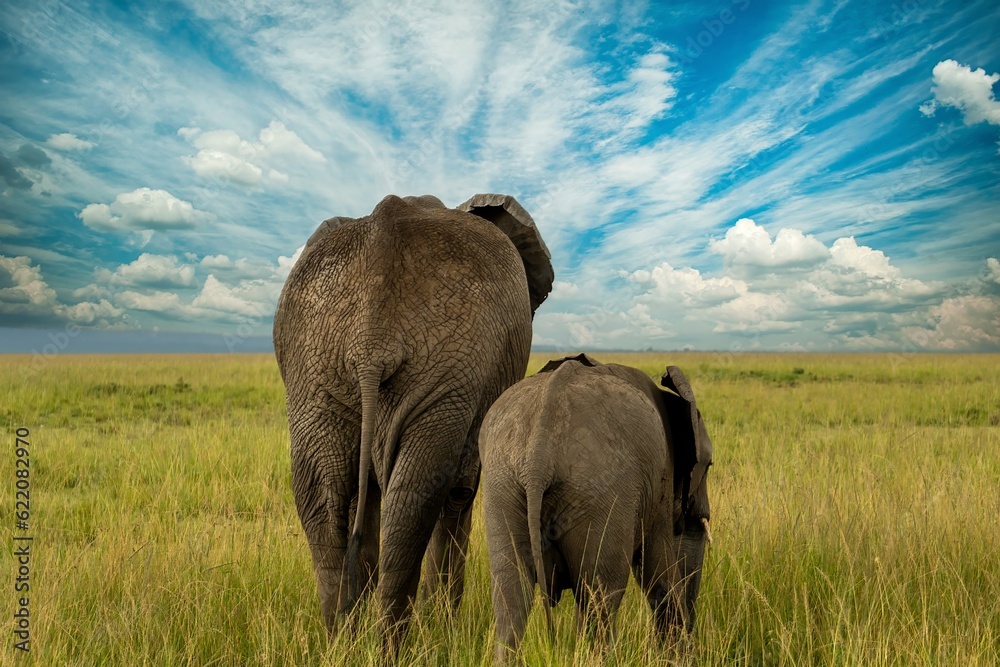 rear view of elephant and calf  on the grass savanna in the Maasai Mara preserve in Africa