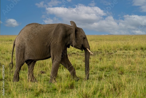 African elephant  Loxodonta africana  bull walking on savanna  Maasai mara preserve  Kenya.