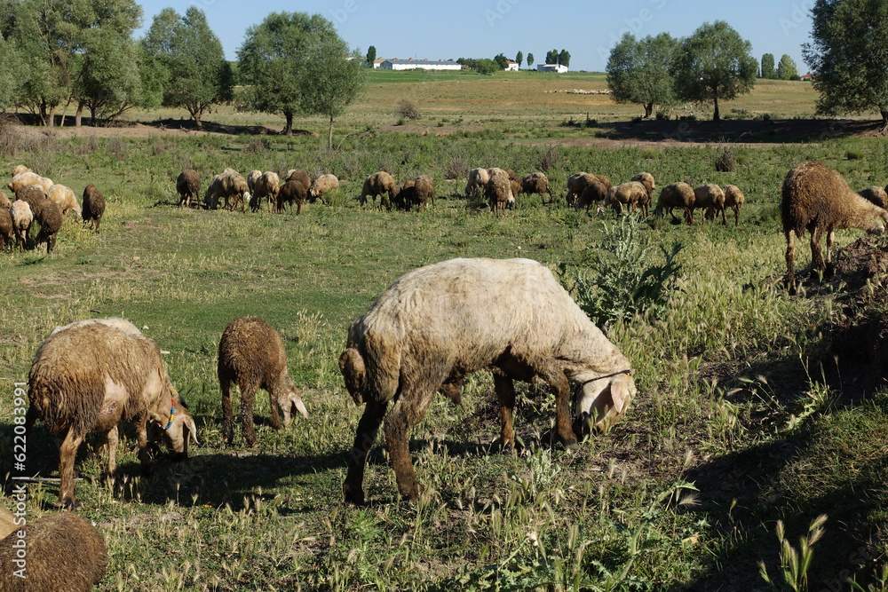 crowded flock of sheep grazing on green pasture crowded flock of sheep grazing on green pasture