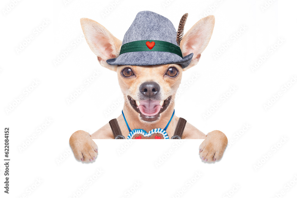 bavarian german chihuahua dog with  gingerbread and hat, with blackboard or placard banner ,  isolated on white background , ready for the beer celebration festival in munich