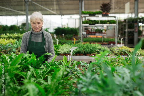 Portrait of positive focused elderly female greenhouse owner growing potted ornamental plants ..