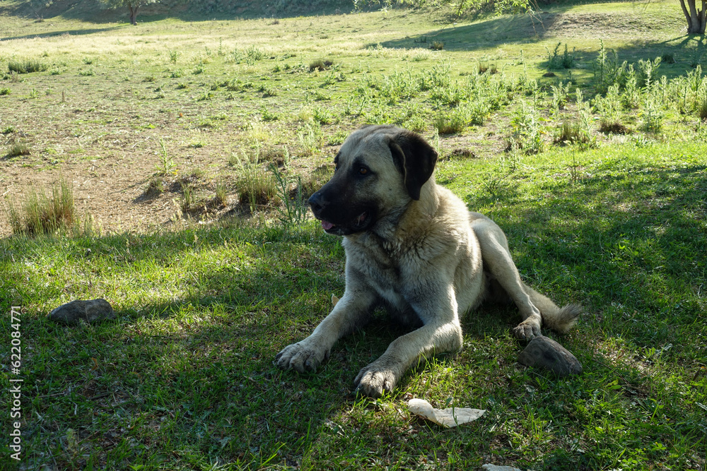 a shepherd dog waiting for his flock, a guard dog,