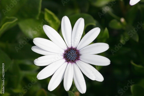 African Daisy