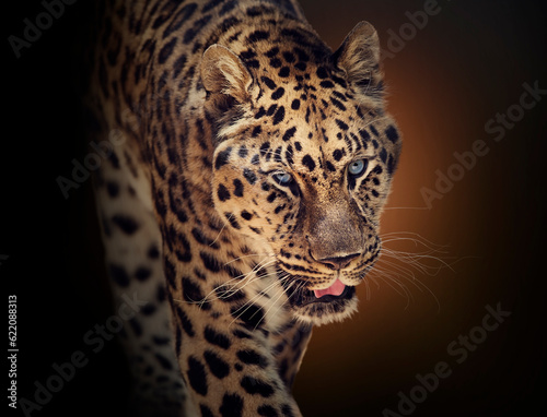 Portrait of Walking Leopard on dark background