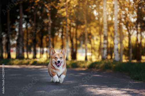 dog runs in the park. Funny welsh corgi pembroke in nature in summer. Pet outdoor