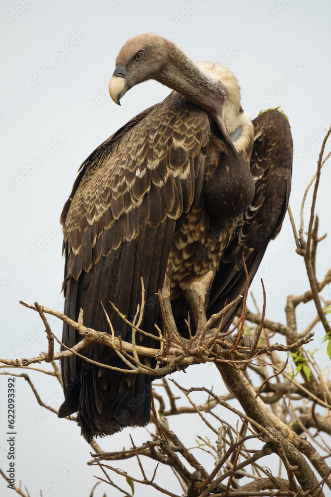 Entire vulture standing tall on top of a tree, vertical composition Entire vulture standing tall on top of a tree, vertical composition