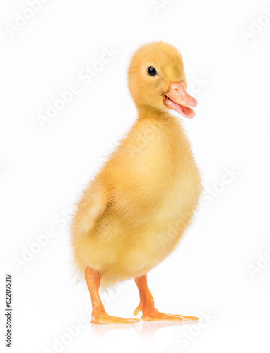 Cute domestic duckling, isolated on white background