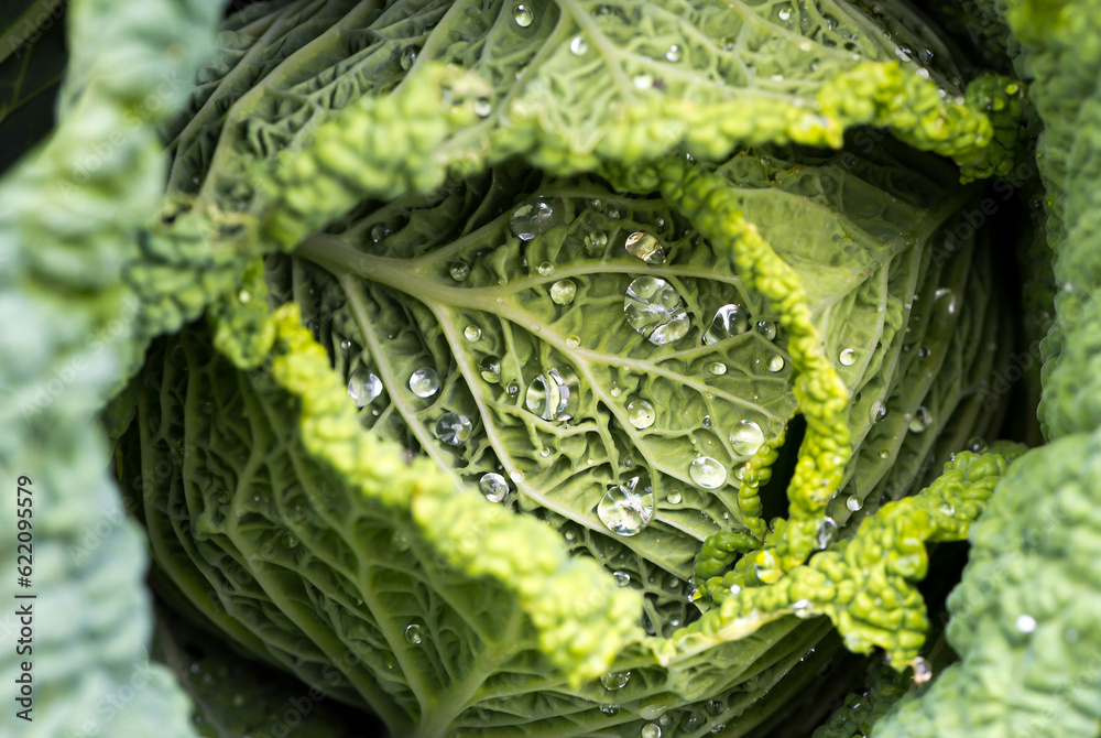 Obraz premium Closeup of savoy cabbage leaves with watter drops in a garden