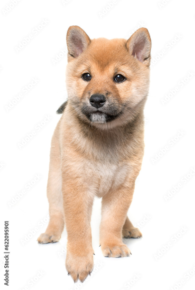 puppy shiba inu in front of white background puppy shiba inu in front of white background