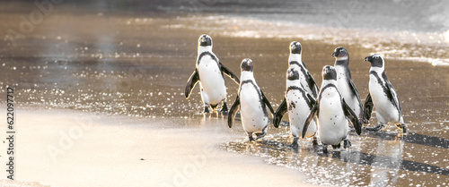 Coastal Collective: Endearing Group of Cape Penguins - Charismatic Wildlife, Irresistible Cuteness, Seaside Unity © Shawn