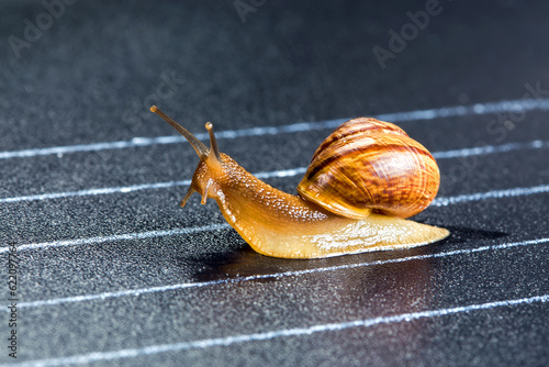 Snail on the athletic track crosses the finish line